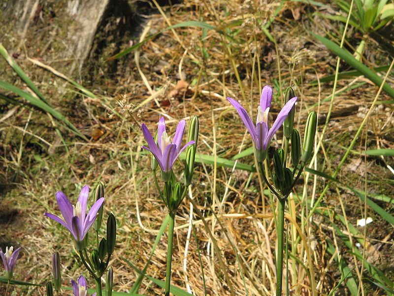 File:Brodiaea californica006.jpg