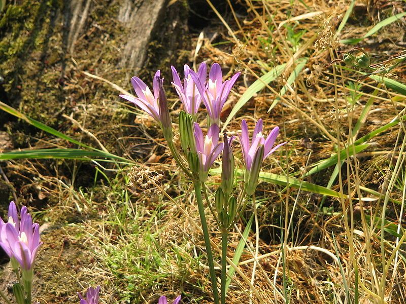 File:Brodiaea californica009.jpg