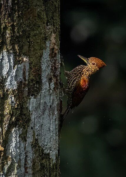 File:Buff-spotted Flameback.jpg