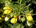 Calceolaria bilatata