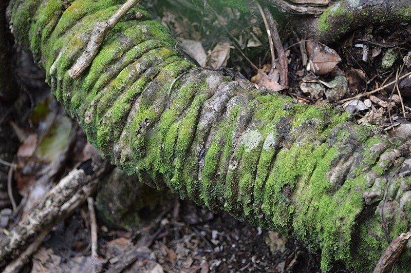 File:Cerbera odollam roots.jpg