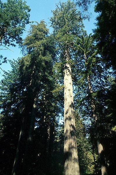 File:Coastal redwood.jpg