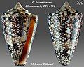 Conus locumtenens Blumenbach, J.F., 1791