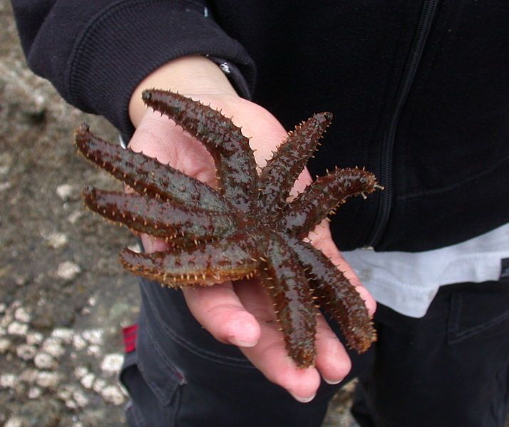 File:Coscinasterias acutispina yatudehitode01.JPG