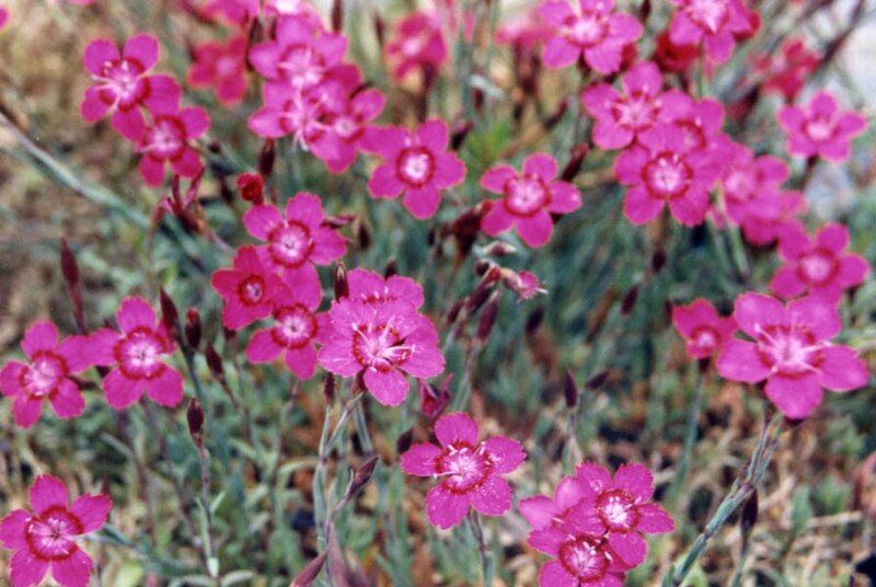 File:Dianthus myrtinervius 2.jpg