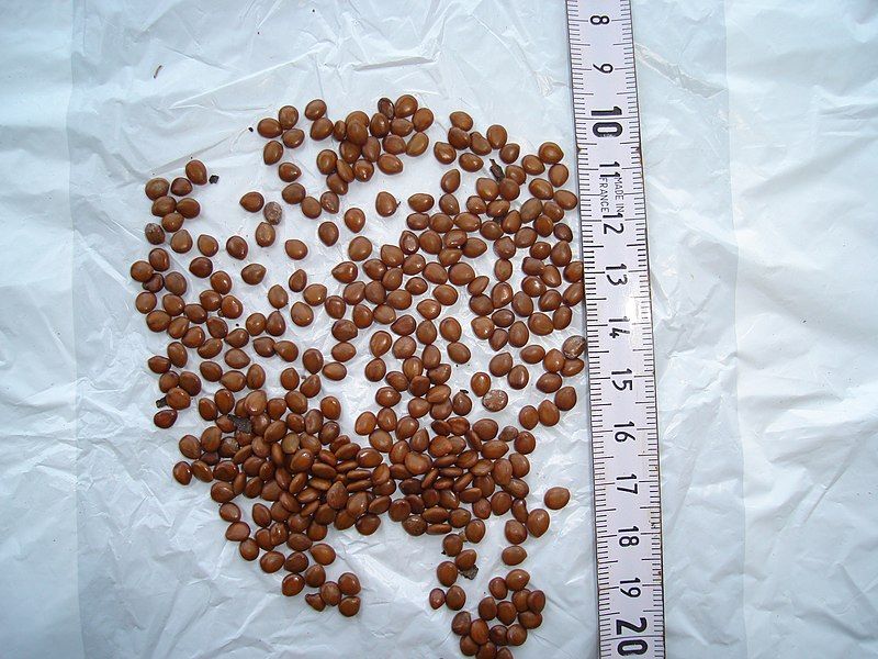 File:Dichrostachys cinerea seeds.JPG