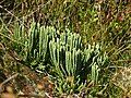 Alpine clubmoss.