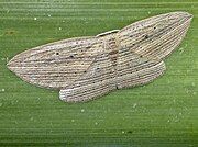 A brown and grey moth on a bright green leaf.