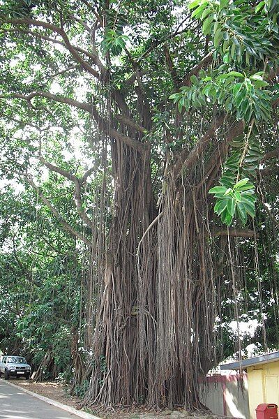 File:Ficus elastica.Ghana.jpg