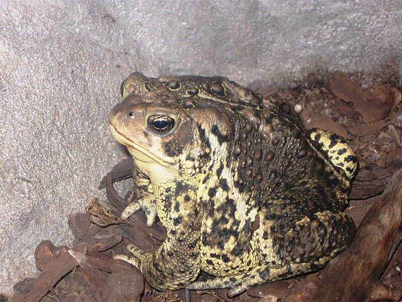 File:Fluvarium American toad.JPG