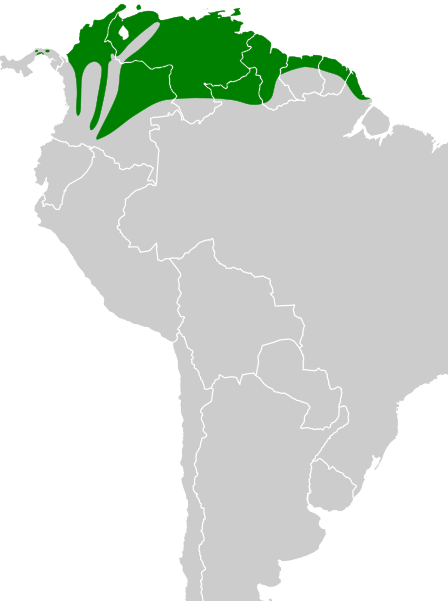 File:Fluvicola pica map.svg