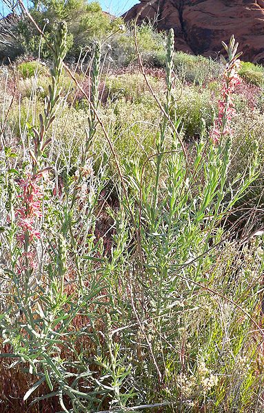 File:Gaura coccinea 1.jpg