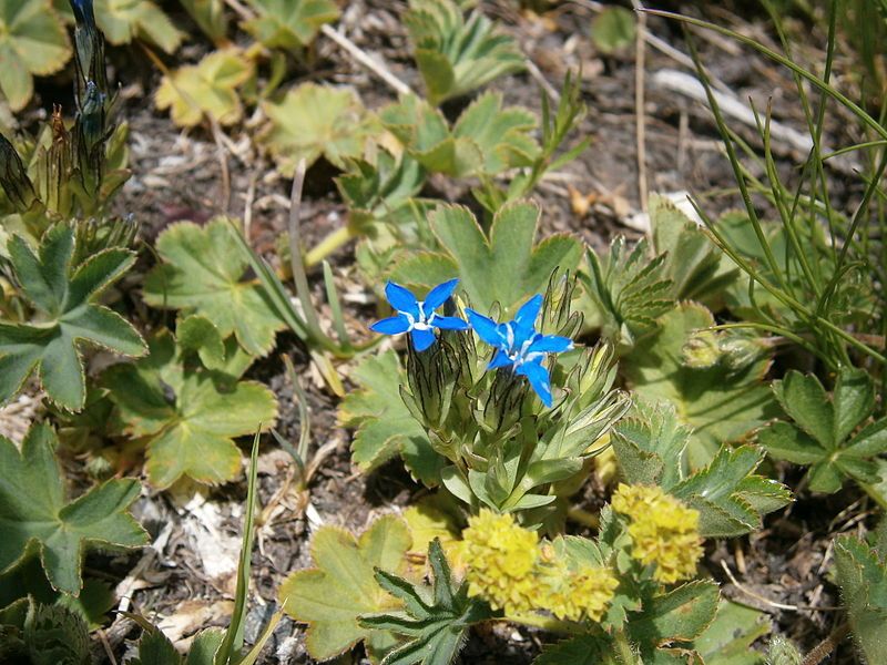 File:Gentiana nivalis04.jpg