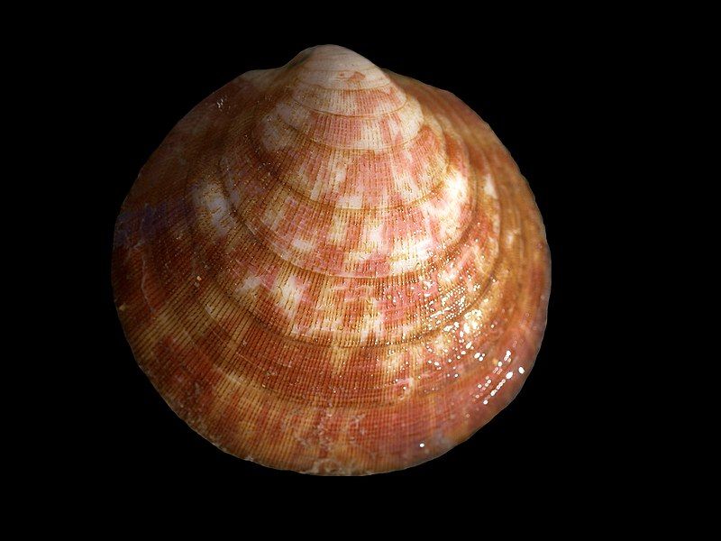 File:Glycymeris glycymeris.jpg