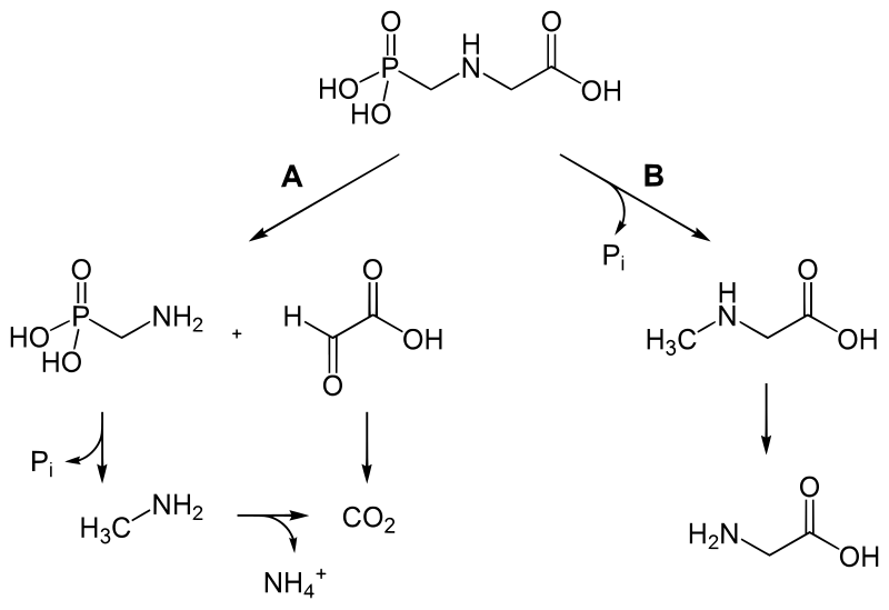 File:Glyphosate degradation.svg