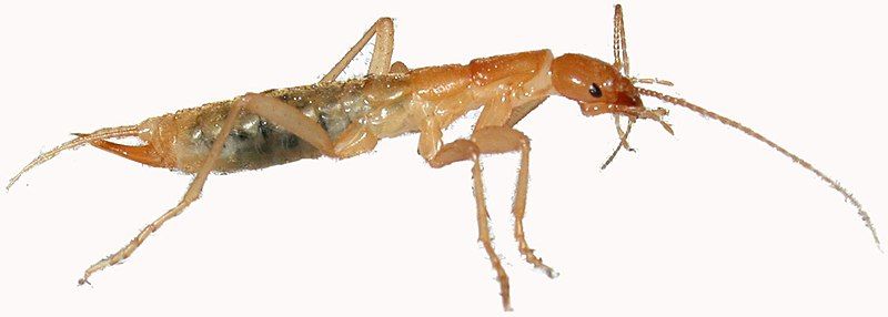 File:Grylloblattidae (white background).jpg