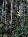 Stand of trees on the Illawarra Escarpment south west of Kiama