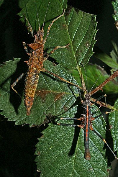 File:Hoploclonia gecko-pair.JPG