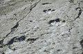 A theropod trackway at Dinosaur Plateau