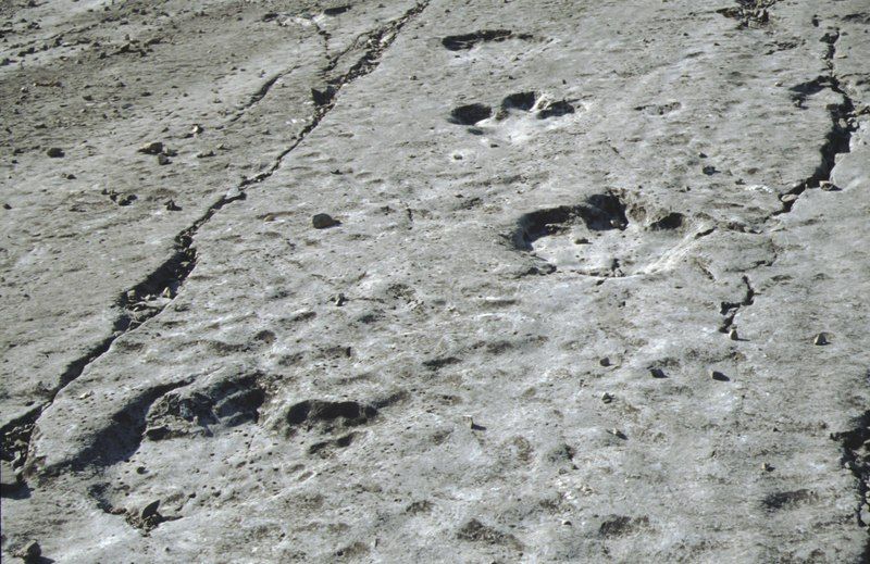 File:Iguanodon footprints 01.tif