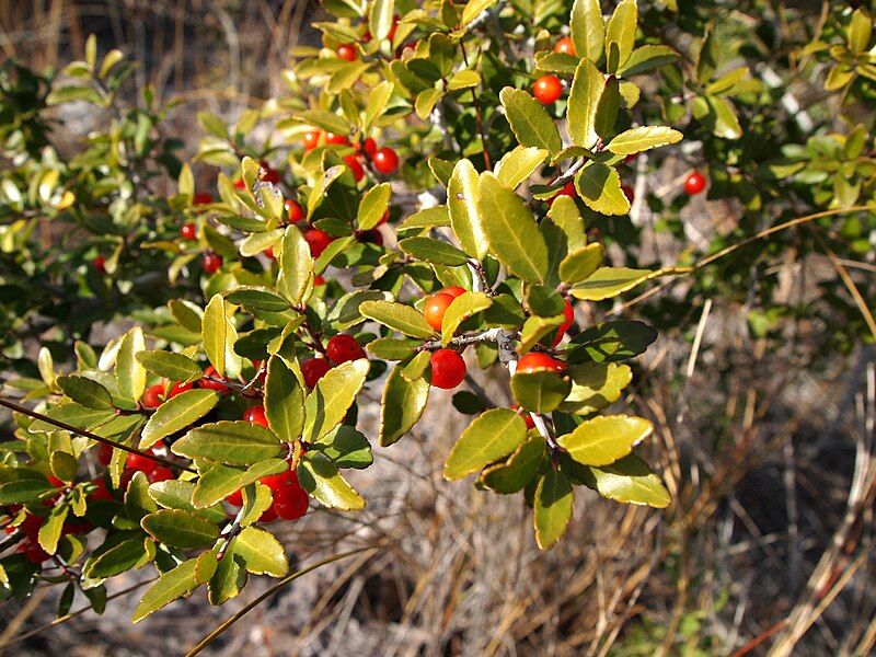 File:Ilex vomitoria.jpg