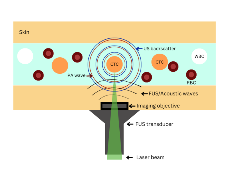 File:In vivo cytometry.png