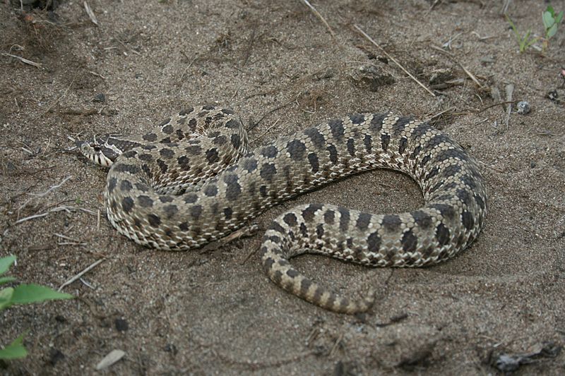 File:Iowaherps-heterodon nasicus.jpg