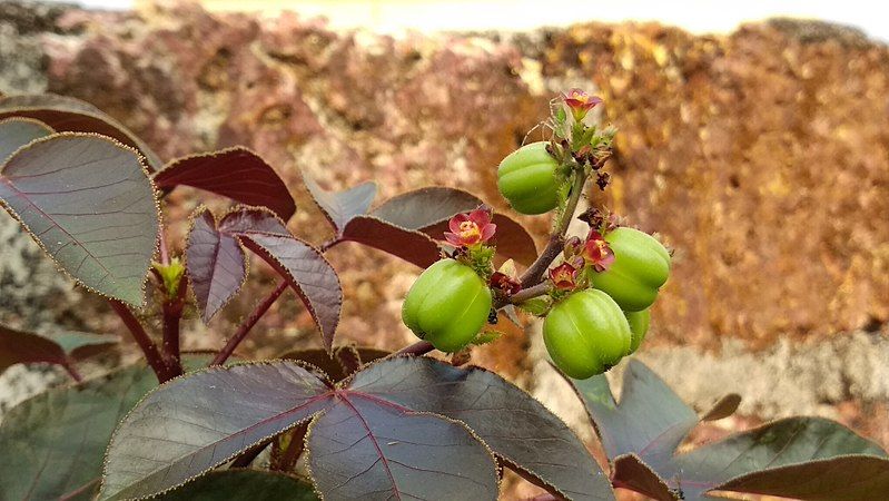 File:Jatropha gossypiifolia.jpg