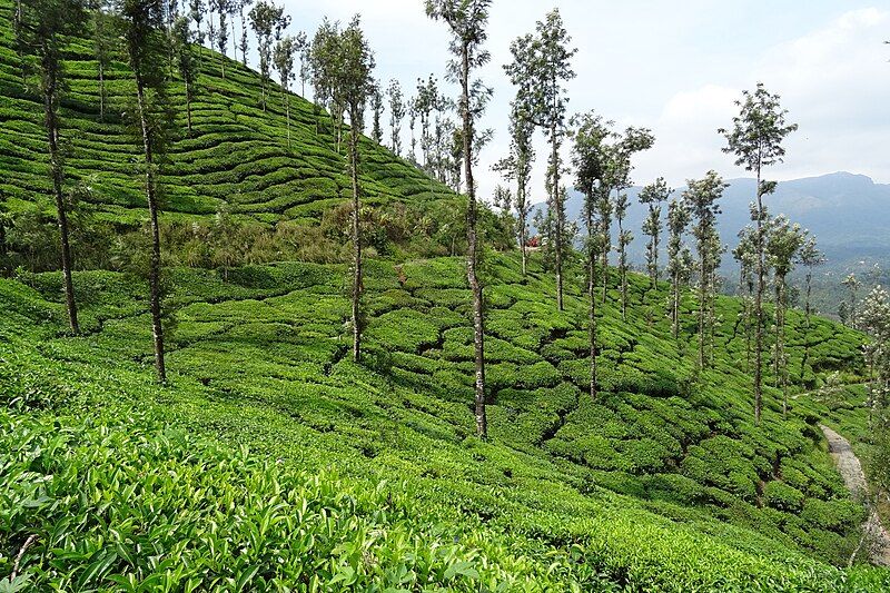 File:Kelagur Tea Estate.jpg