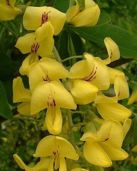 File:Laburnum anagyroides2.jpg