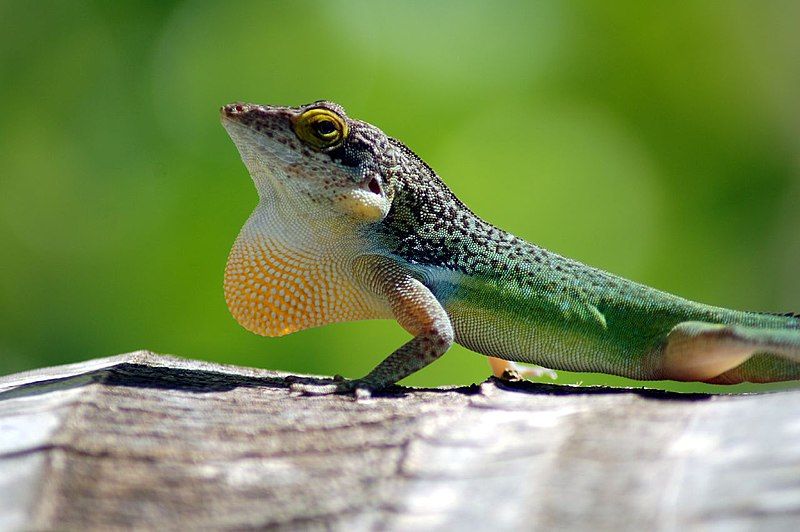 File:Leach's anole.jpg