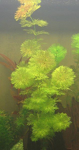 File:Limnophila sessiliflora.jpg