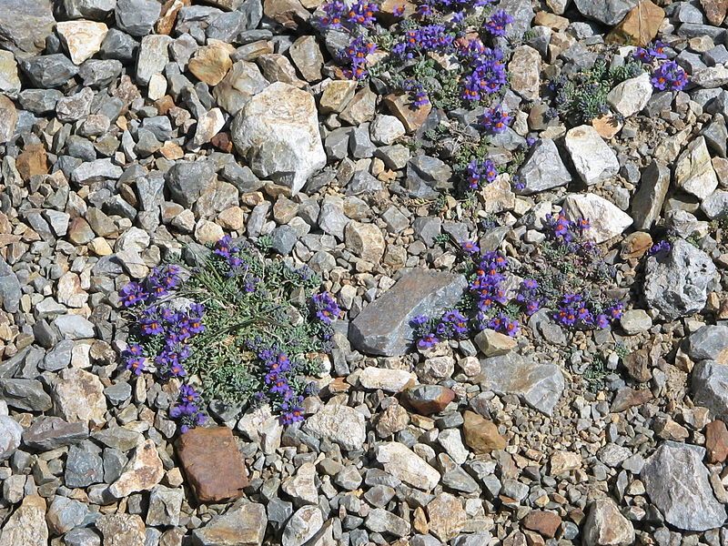 File:Linaria alpina001.jpg