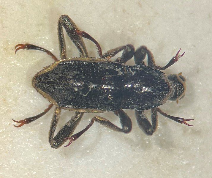 File:Macronychus glabratus 215277355.jpg