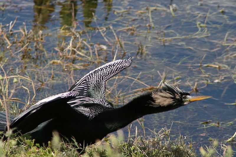 File:Male Anhinga.jpg