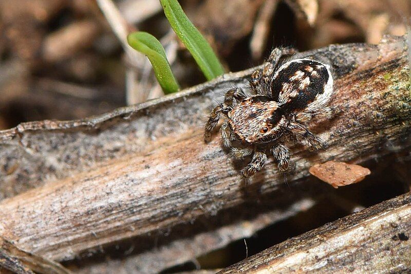 File:Maratus spicatus 3.jpg