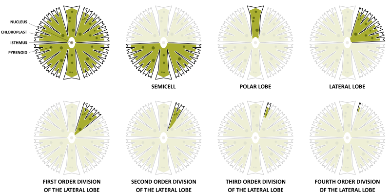 File:Micrasterias Highlighted.svg