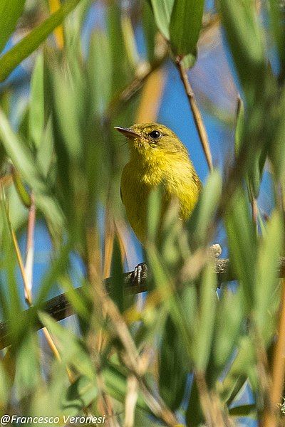 File:Mountain Yellow Warbler.jpg