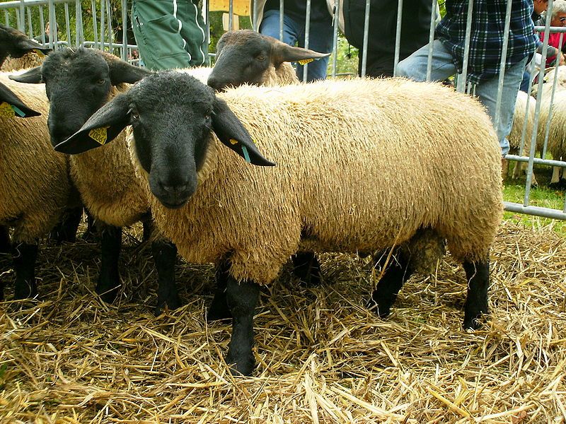 File:Moutons Suffolk.JPG