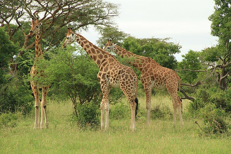 File:Murchison Falls Giraffe.JPG