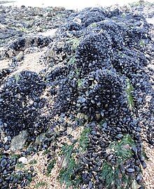 picture of clumped mussels borrowed from mussels