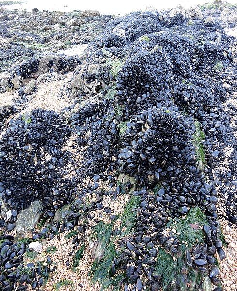 File:Mussels on rock.JPG