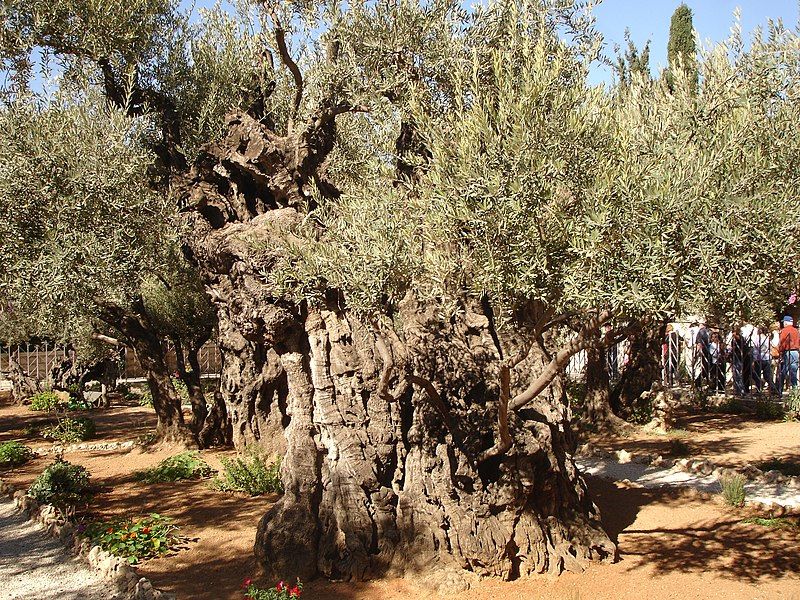 File:Olives of Gethsemane.jpg