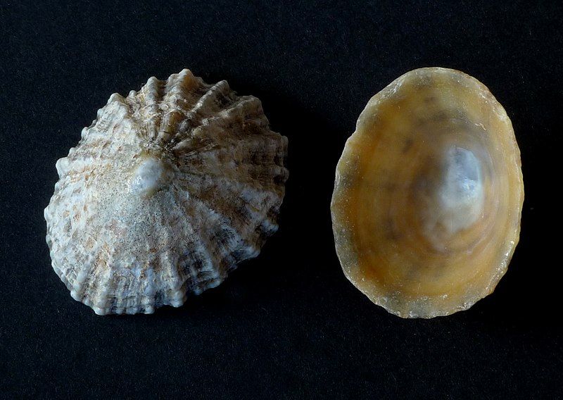 File:Patella vulgata Napfschnecke.jpg