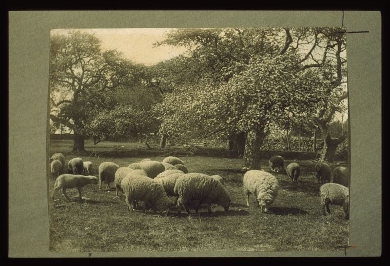 File:Peace sheep.tif