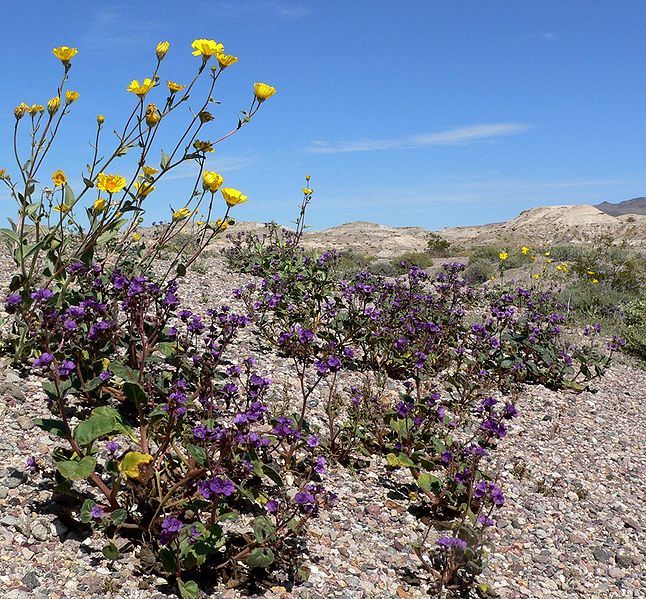 File:Phacelia calthifolia group.jpg