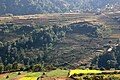 Rice terraces