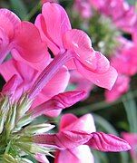 Phlox (Phlox paniculata), contorted aestivation