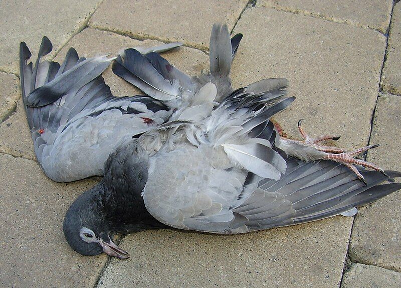 File:Pigeon krakow.jpg