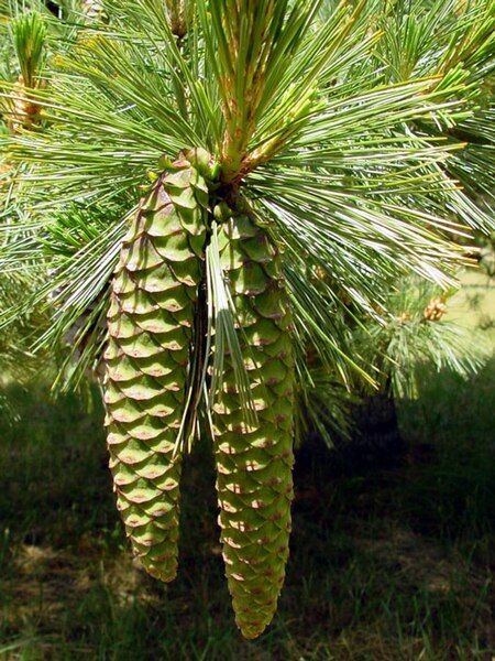 File:Pinus monticola closedcones.jpg